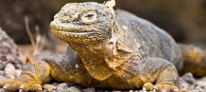 Standard Tours to the Galapagos Islands