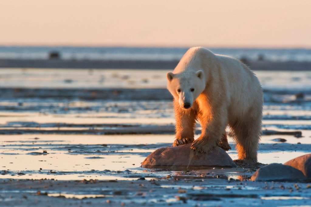 Polar bear walking along the Hudson Bay coastline near Nanuk Polar Bear Lodge, Manitoba, Canada